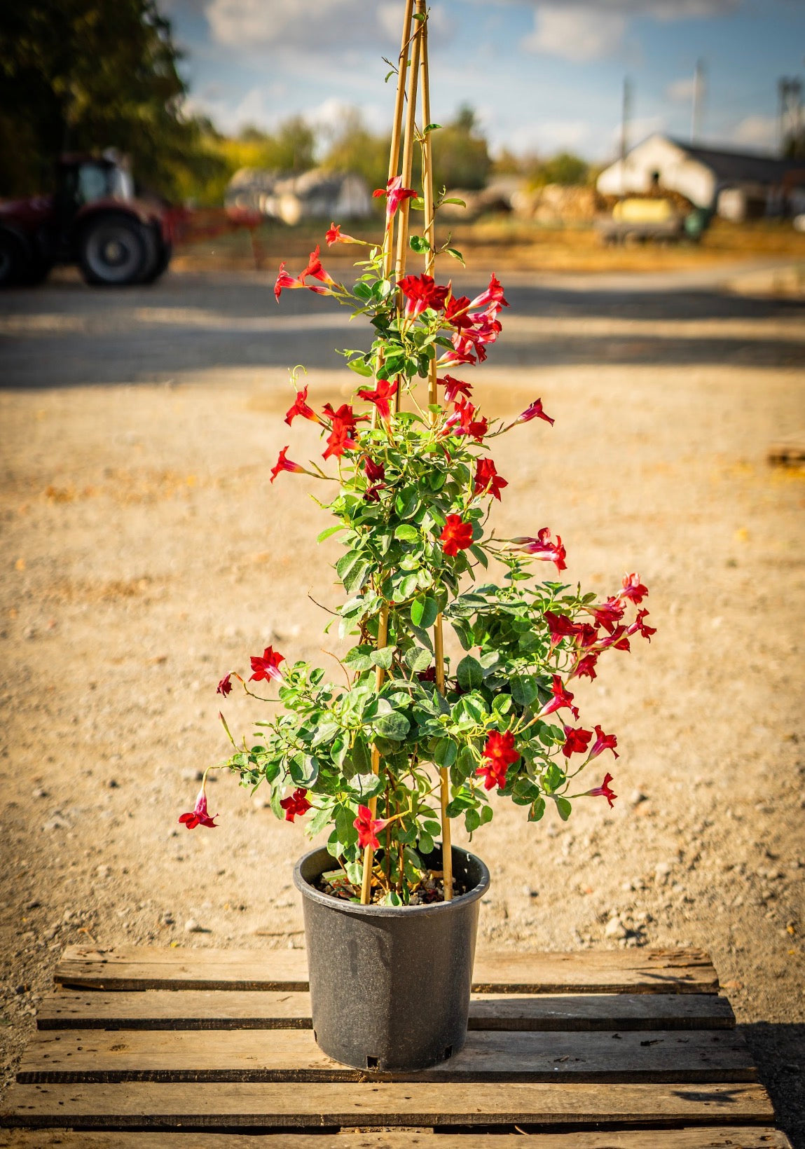 Tölcsérjázmin piros