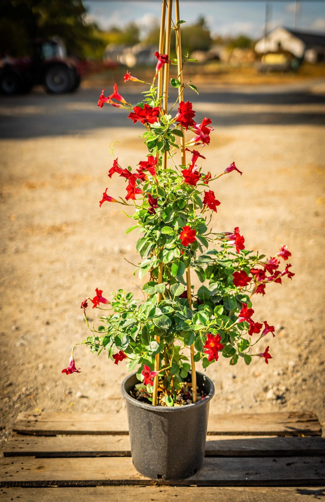 Tölcsérjázmin piros