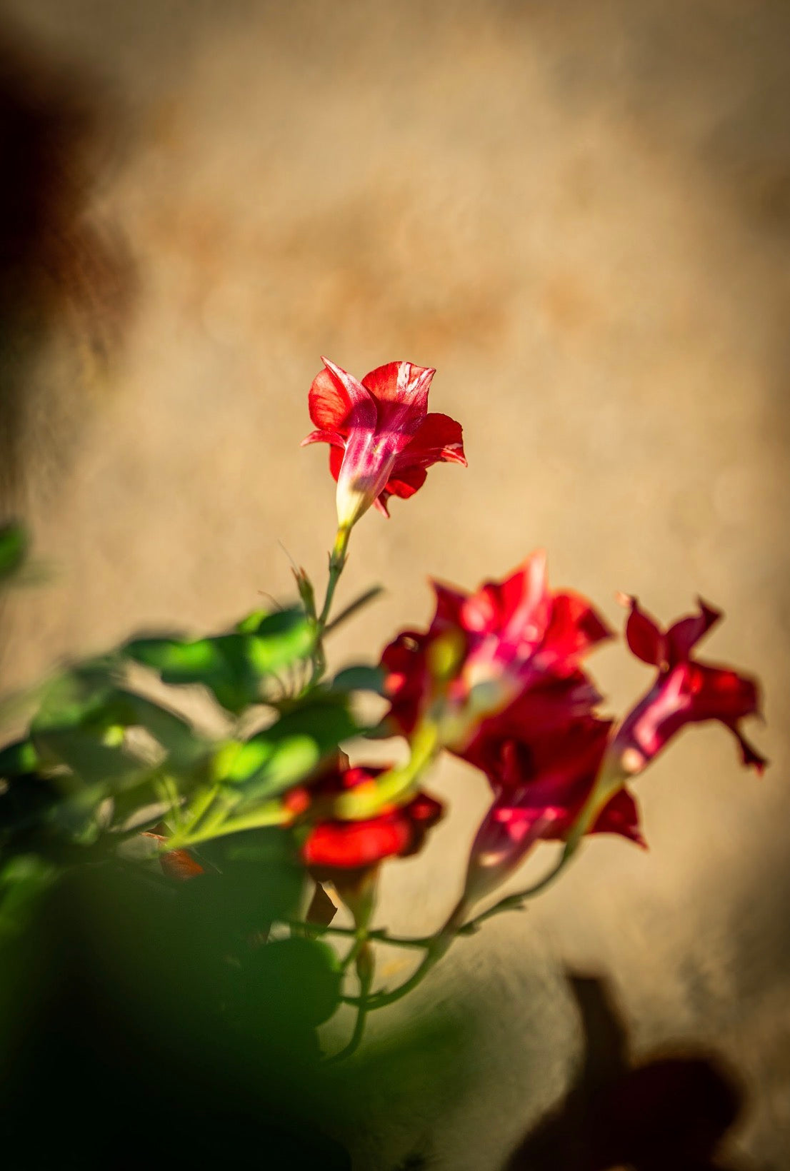 Tölcsérjázmin piros