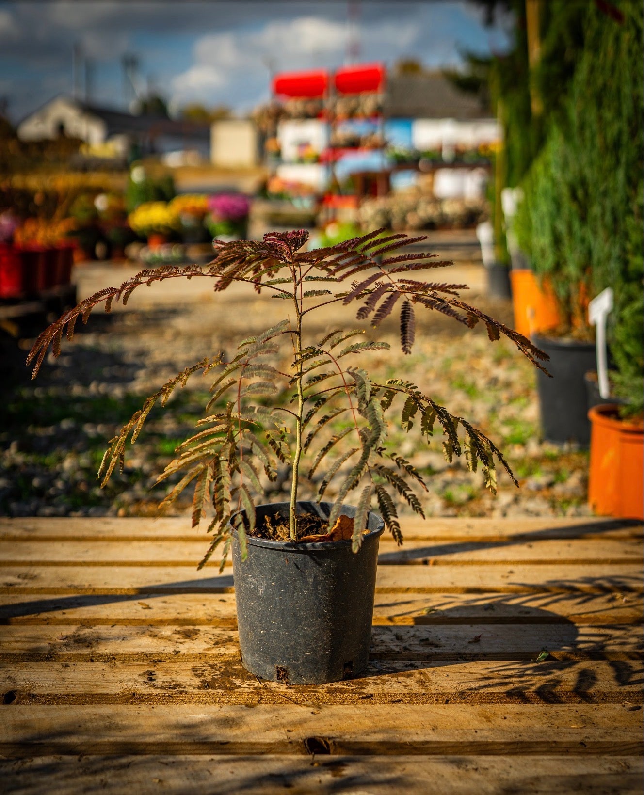 Selyemakác summer chocolate