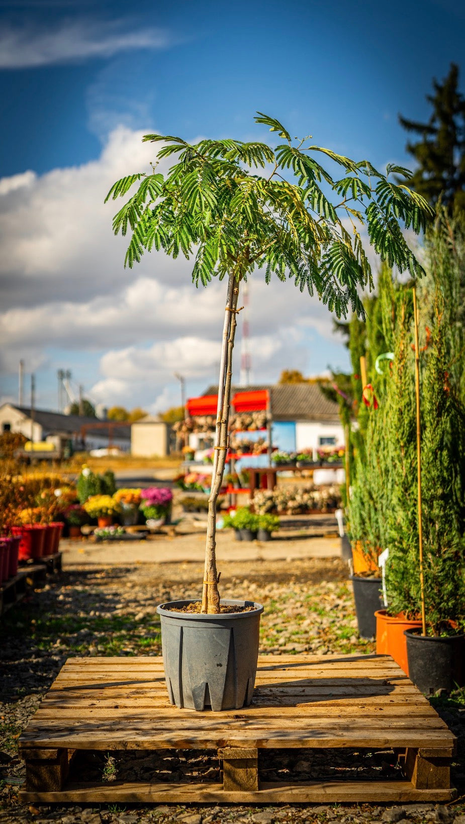 Selyemakác evey's pride