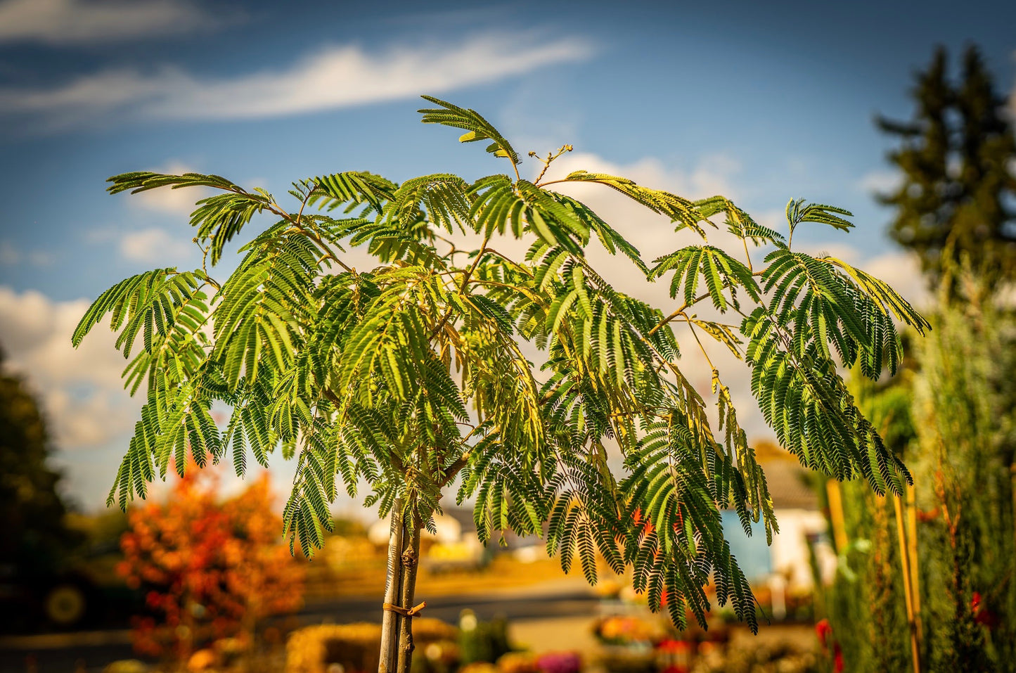 Selyemakác evey's pride