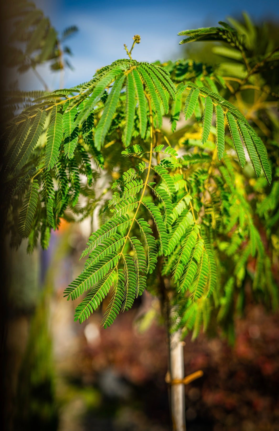 Selyemakác evey's pride