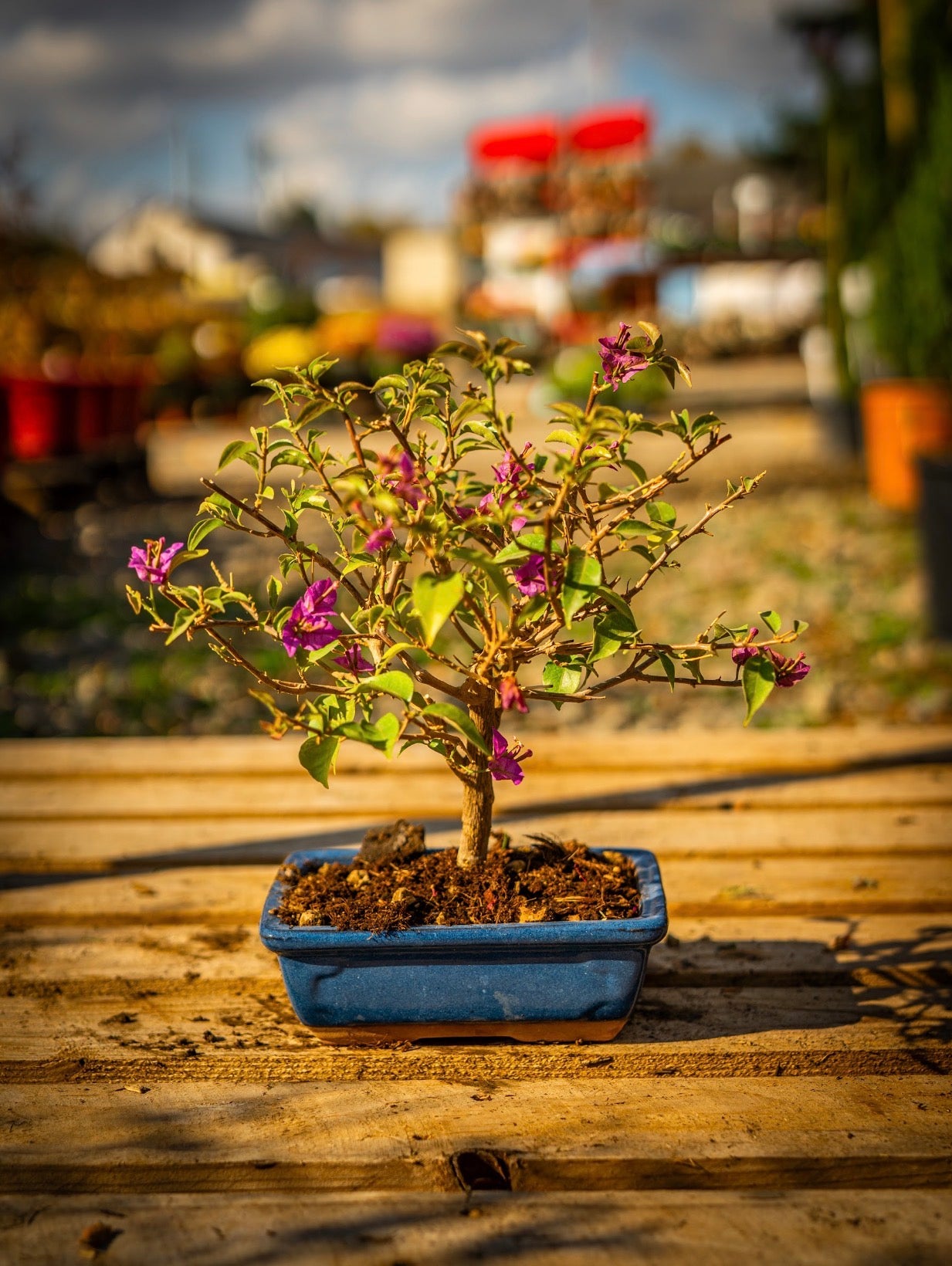 Murvafürt bonsai