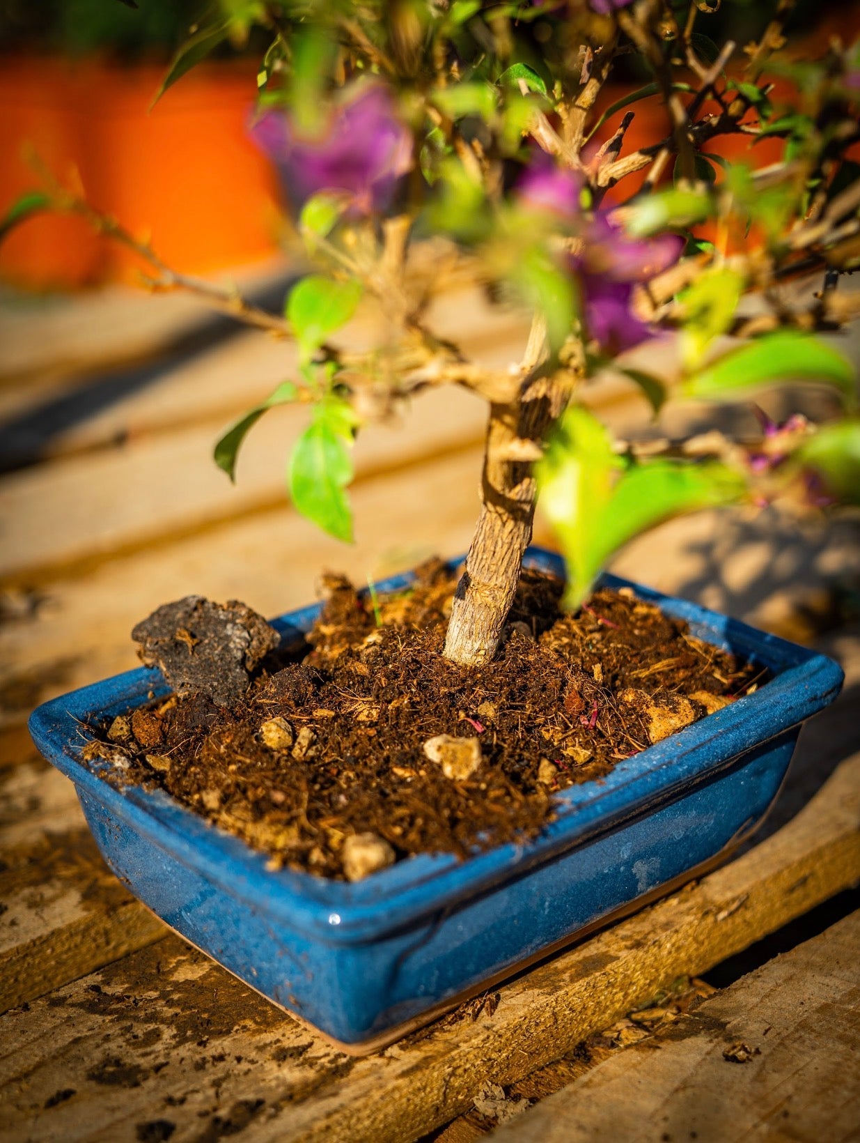 Murvafürt bonsai