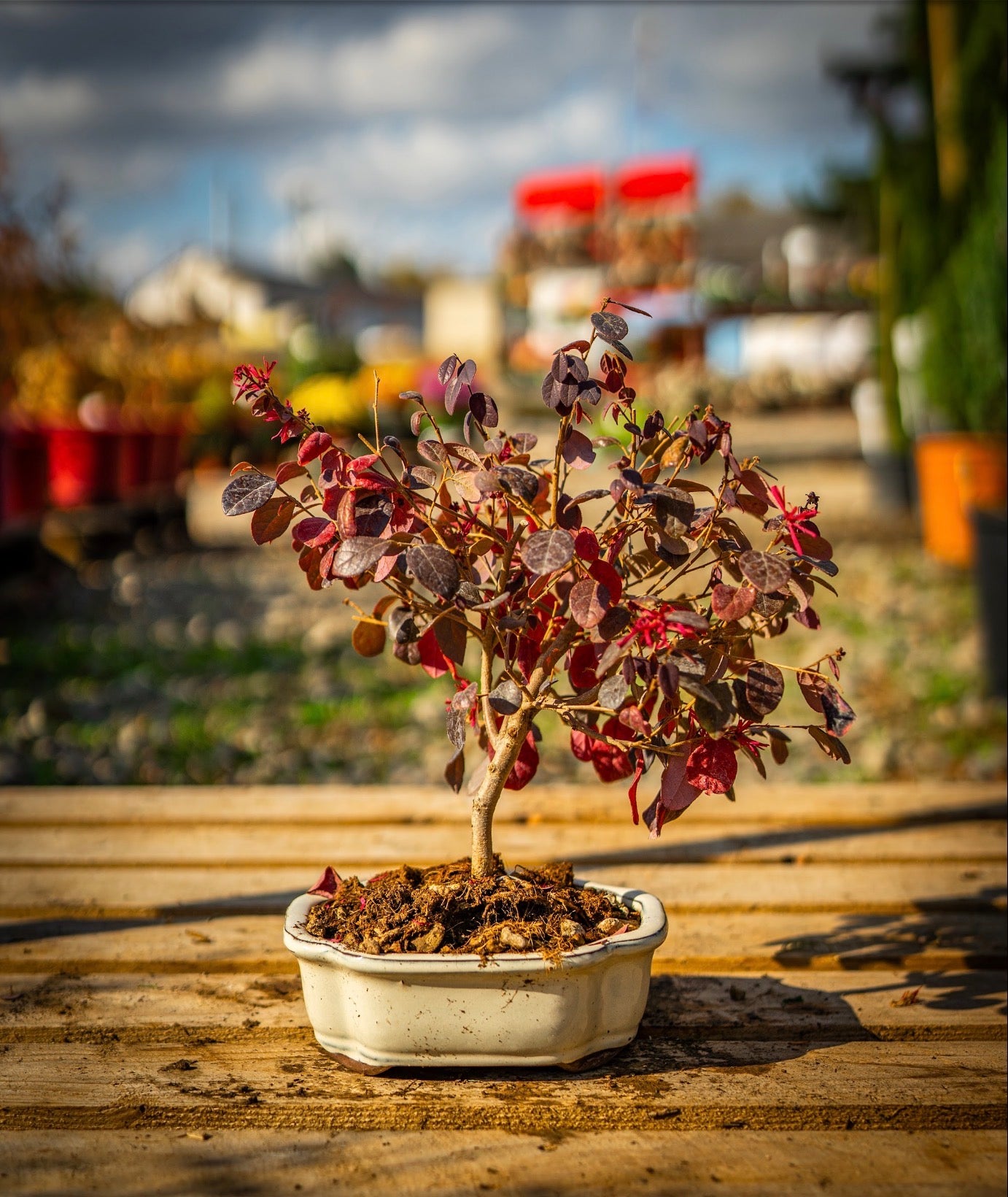Kínai rojtosvirág bonsai