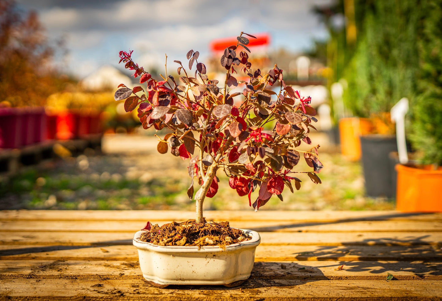 Kínai rojtosvirág bonsai