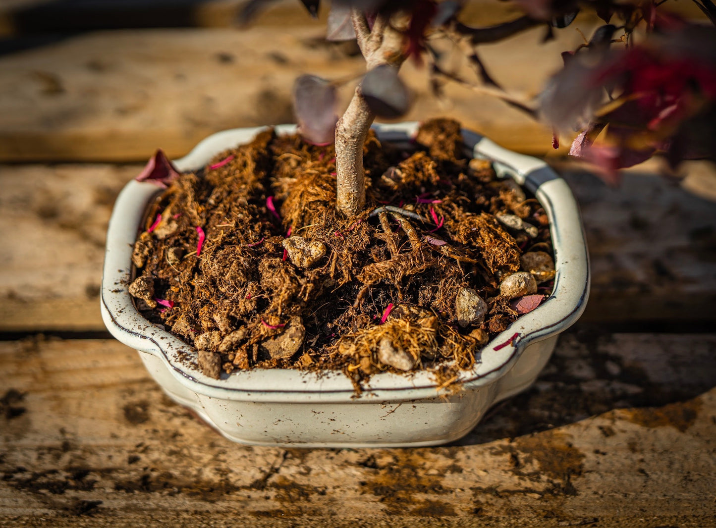 Kínai rojtosvirág bonsai