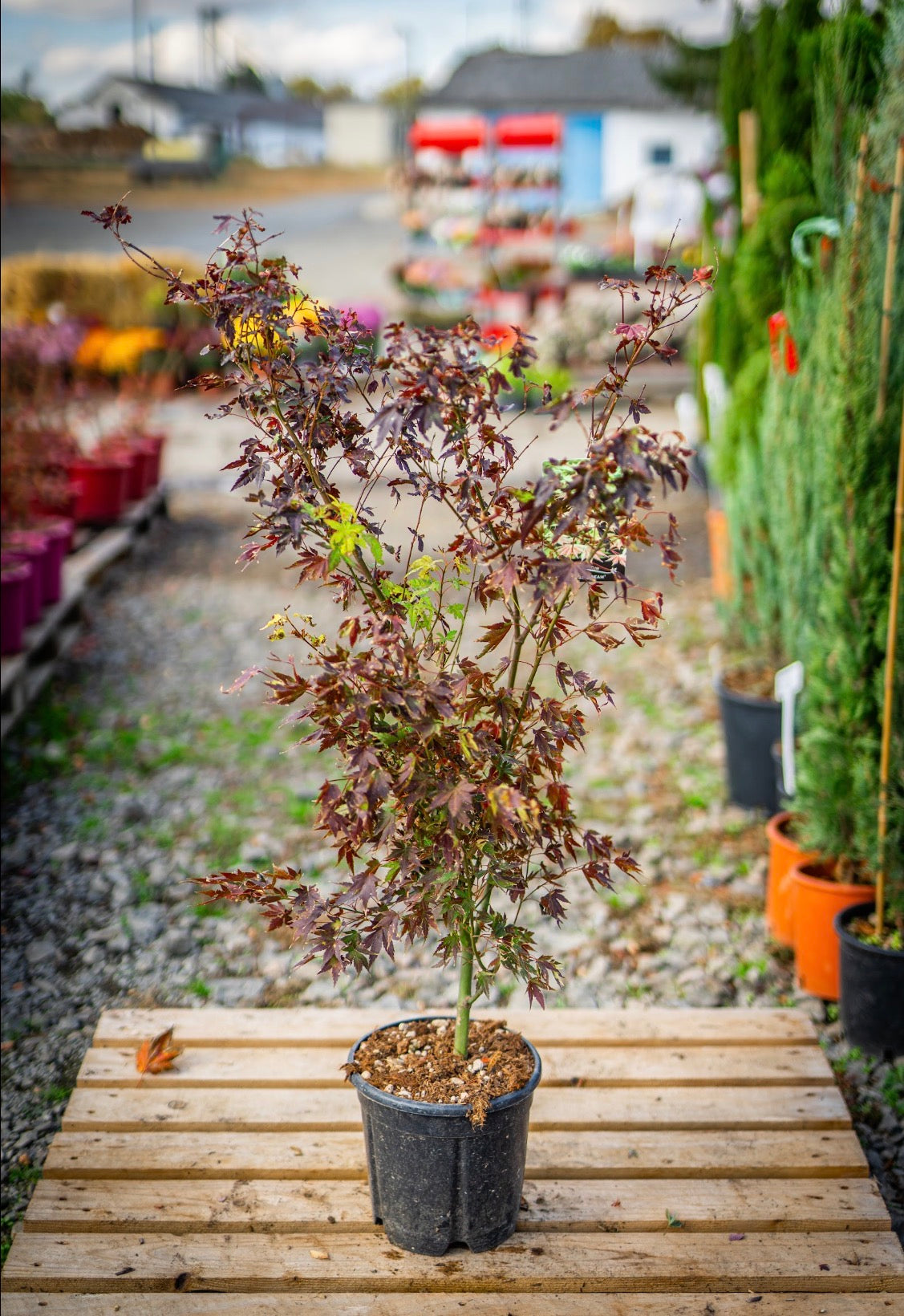 Japán juhar orange dream