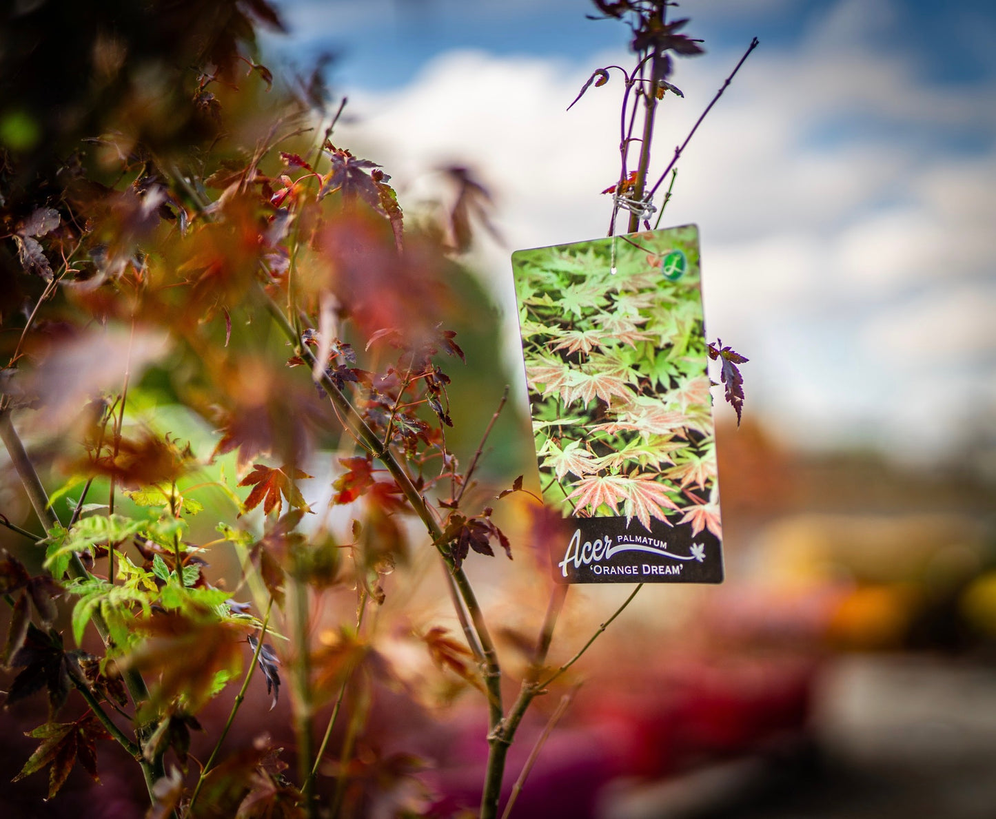 Japán juhar orange dream