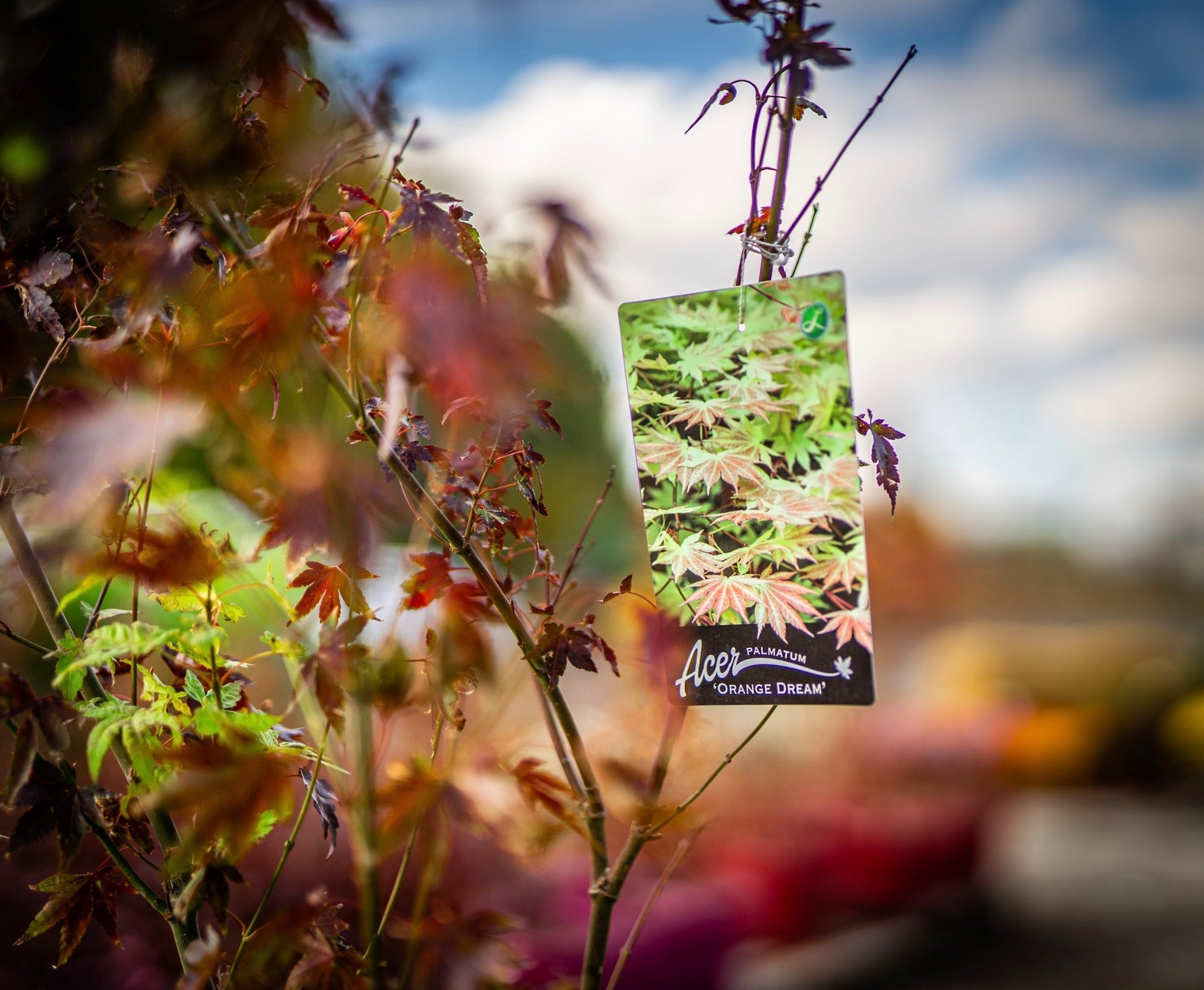 Japán juhar orange dream