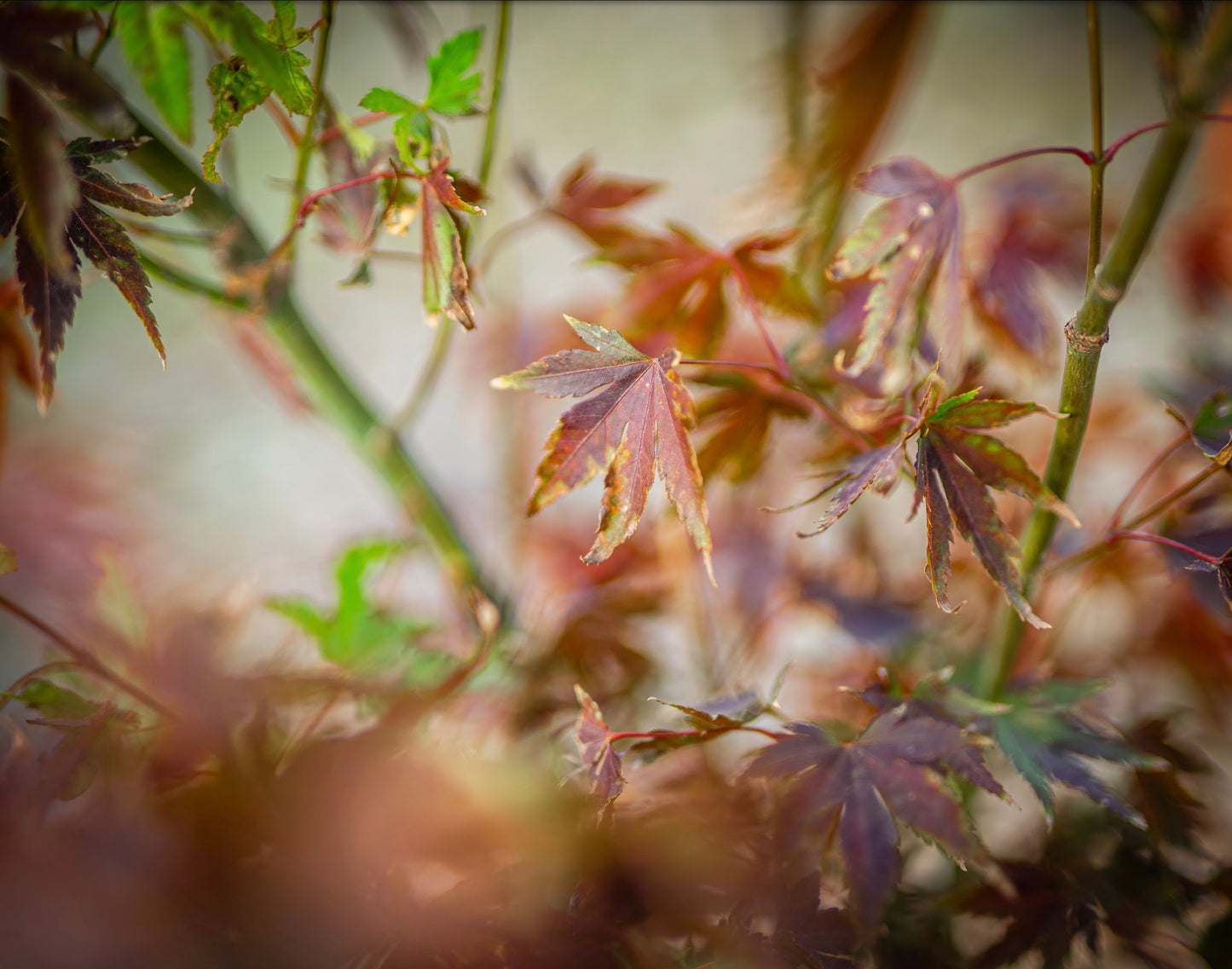 Japán juhar orange dream