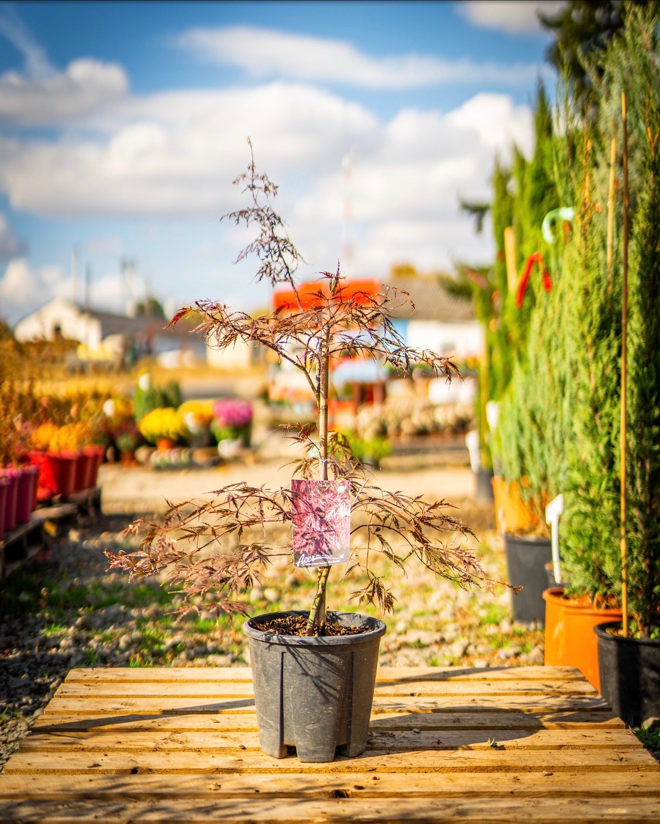 Japán juhar dissectum inaba shidare