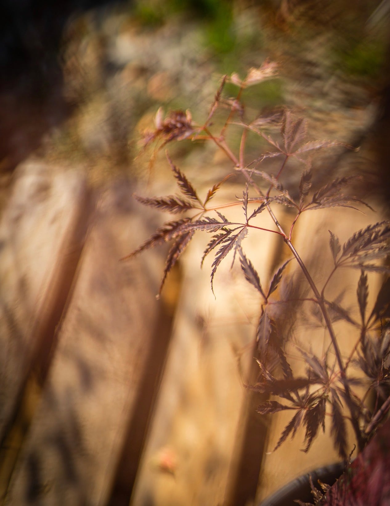 Japán juhar dissectum inaba shidare