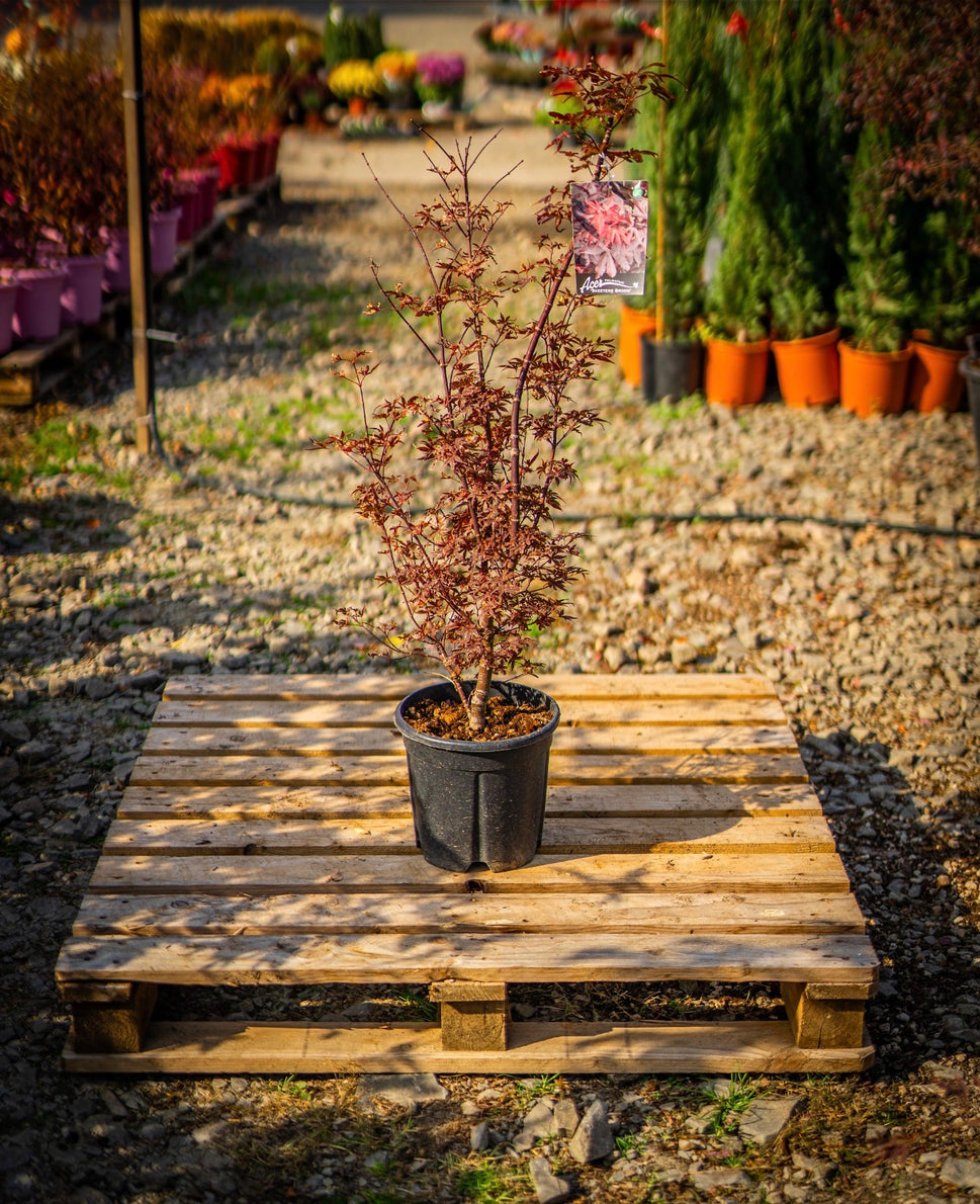 Japán juhar skeeters broom