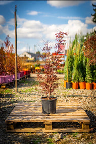 Japán juhar skeeters broom