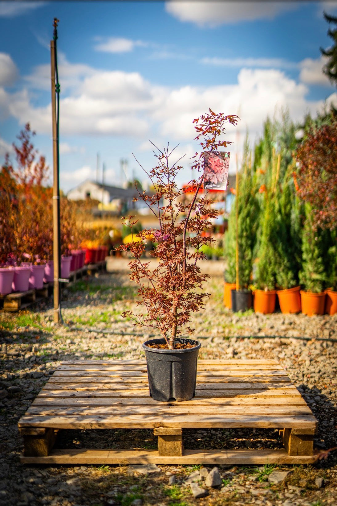 Japán juhar skeeters broom