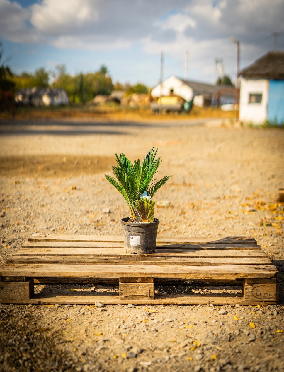 Cycas pálma