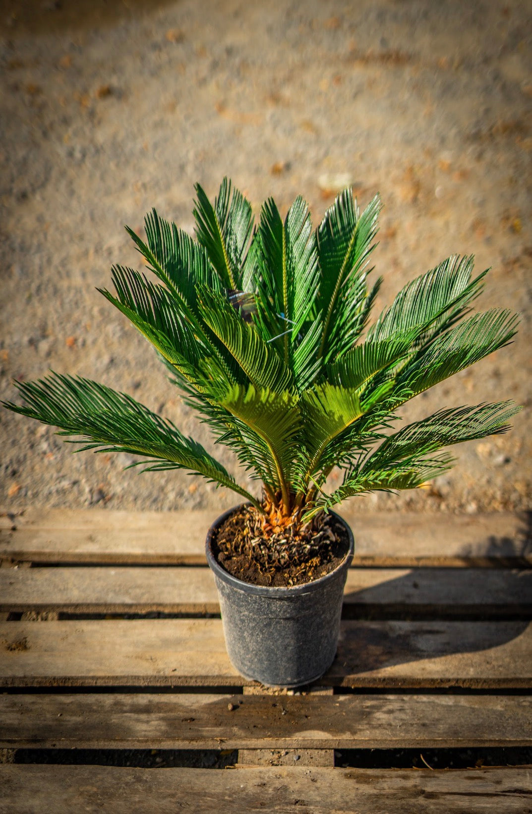 Cycas pálma