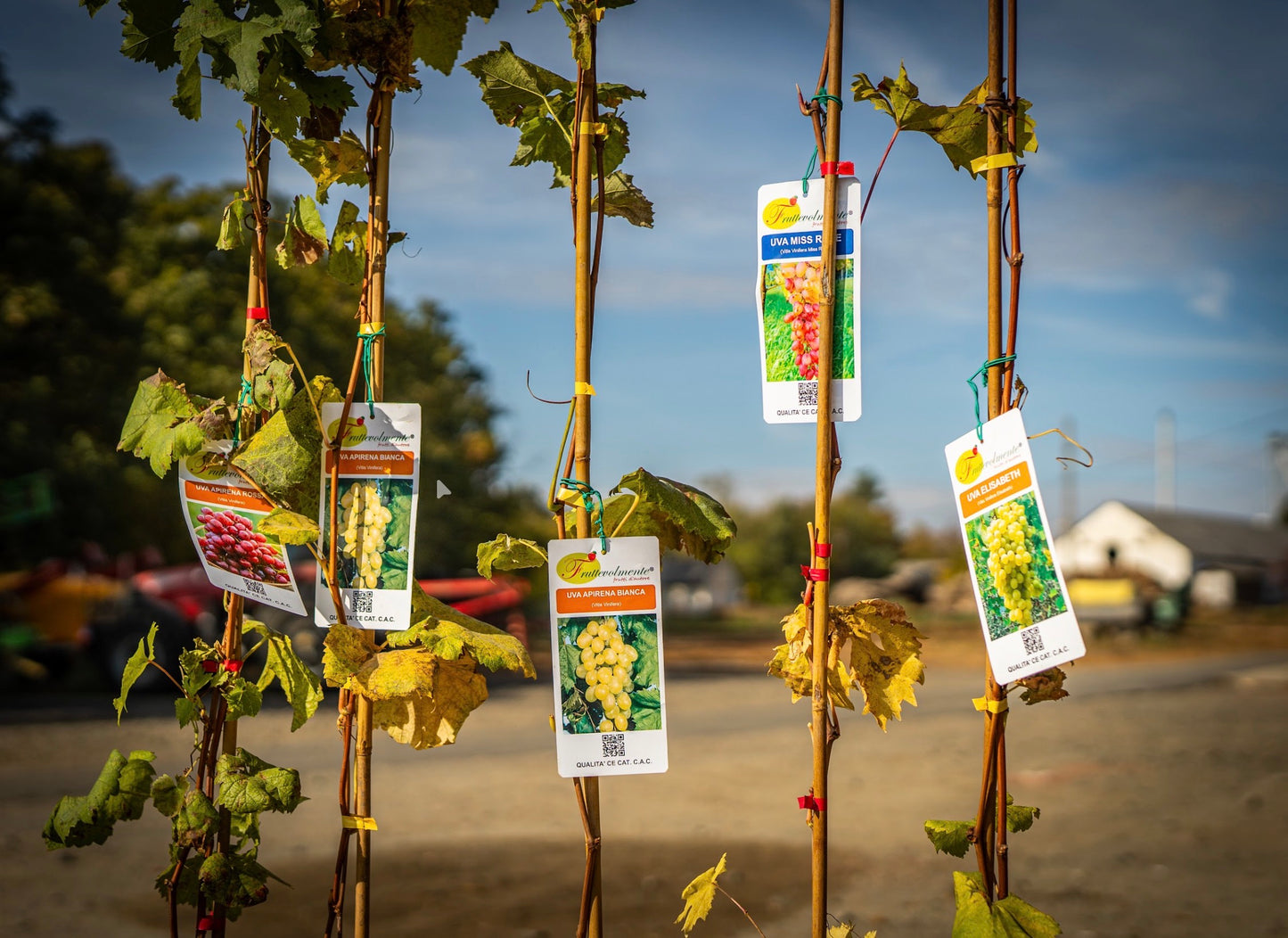 Szőlő (Argentina, Vittoria, Vinifera, Zemira, Alphonse lavalle, Cardinal, Italia) 180cm