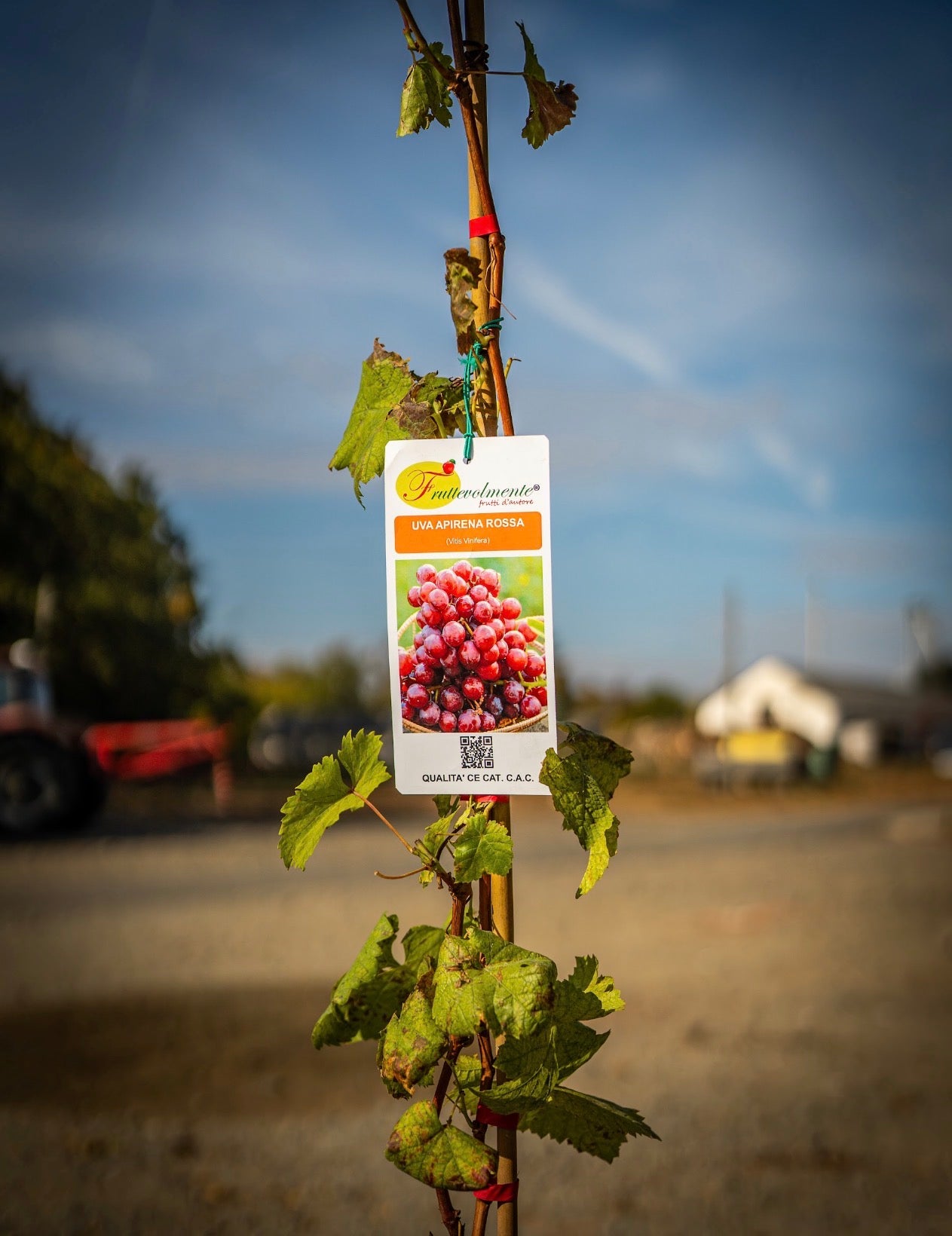 Szőlő (Argentina, Vittoria, Vinifera, Zemira, Alphonse lavalle, Cardinal, Italia) 180cm