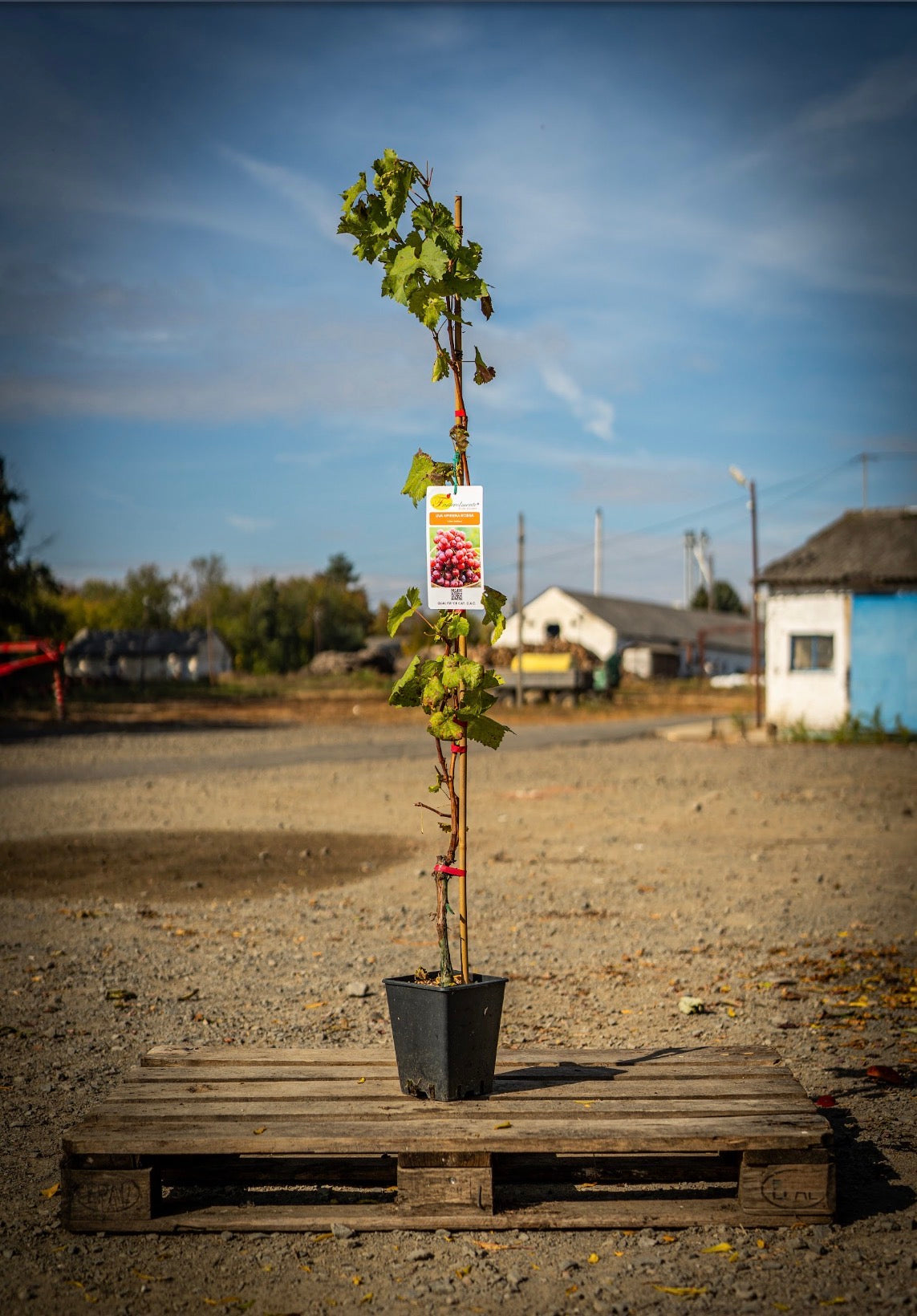 Szőlő (Argentina, Vittoria, Vinifera, Zemira, Alphonse lavalle, Cardinal, Italia) 180cm