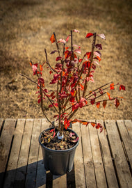 Kecskerágó piros 242 60cm