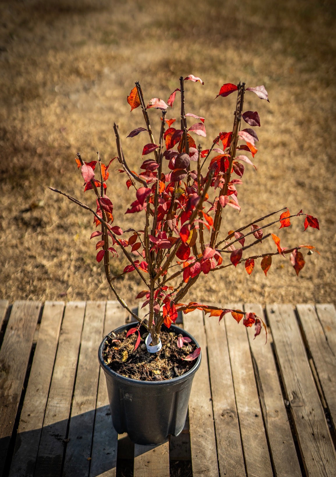 Kecskerágó piros 242 60cm