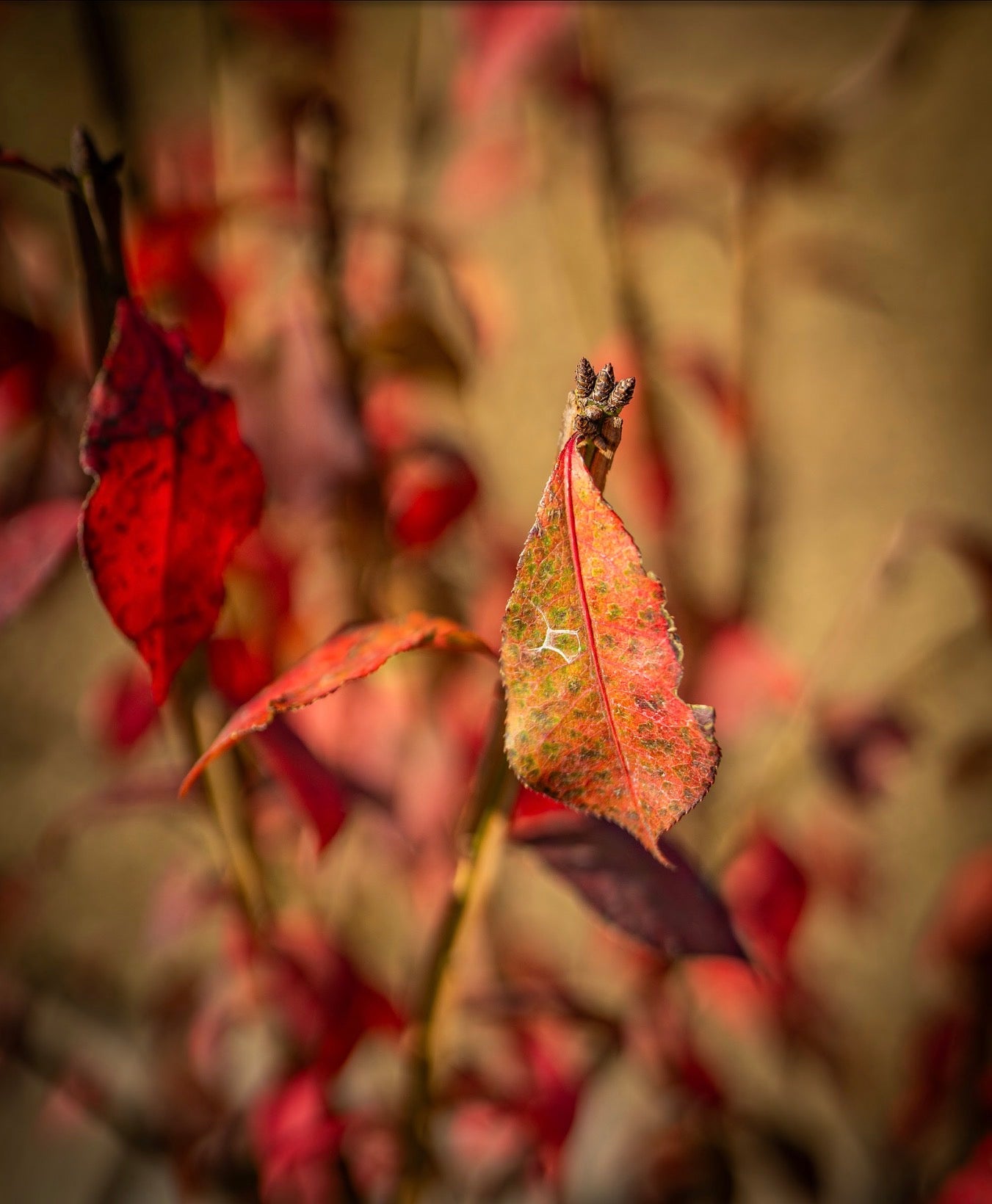 Kecskerágó piros 242 60cm