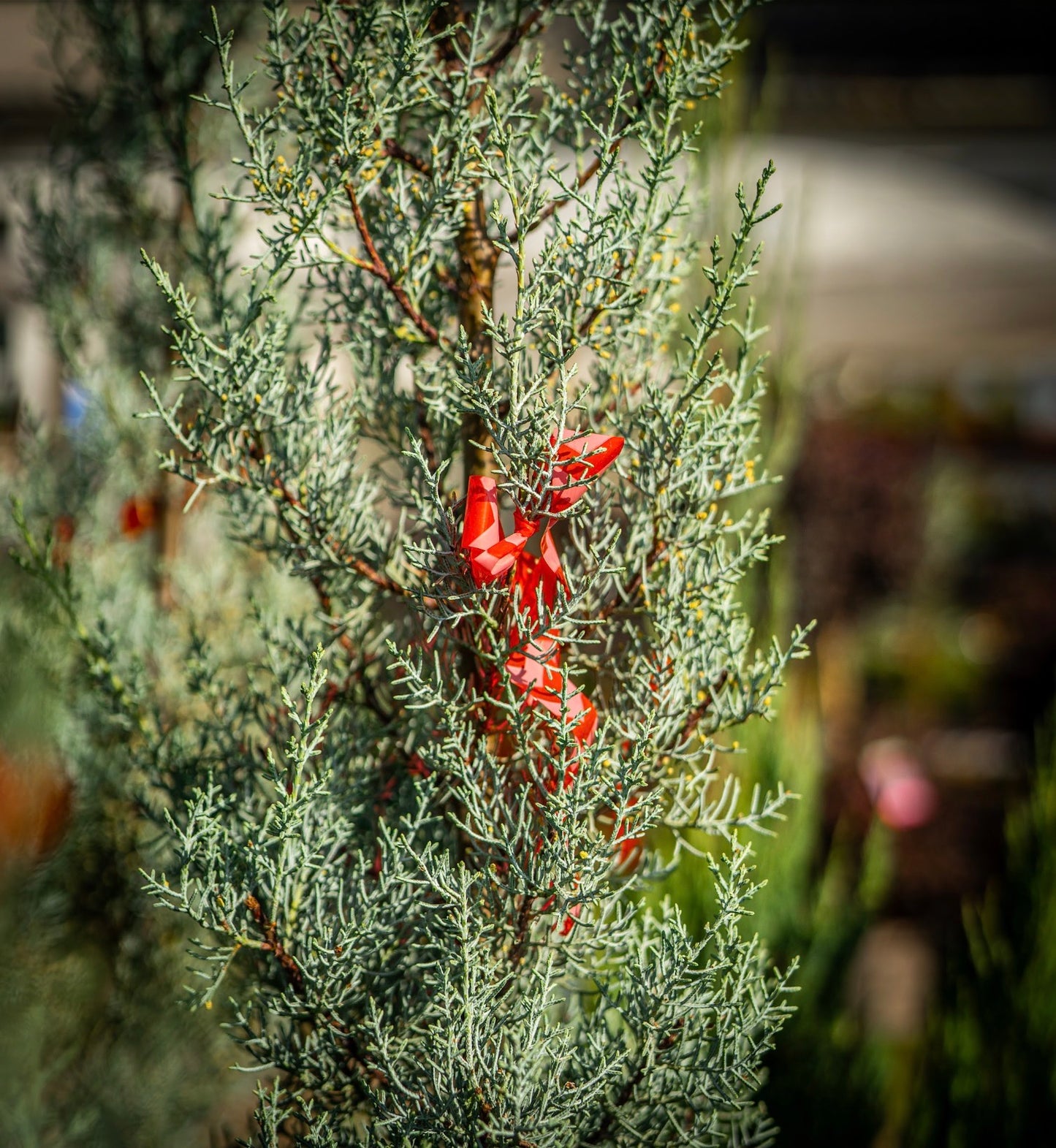 Leylandi ciprus spirál