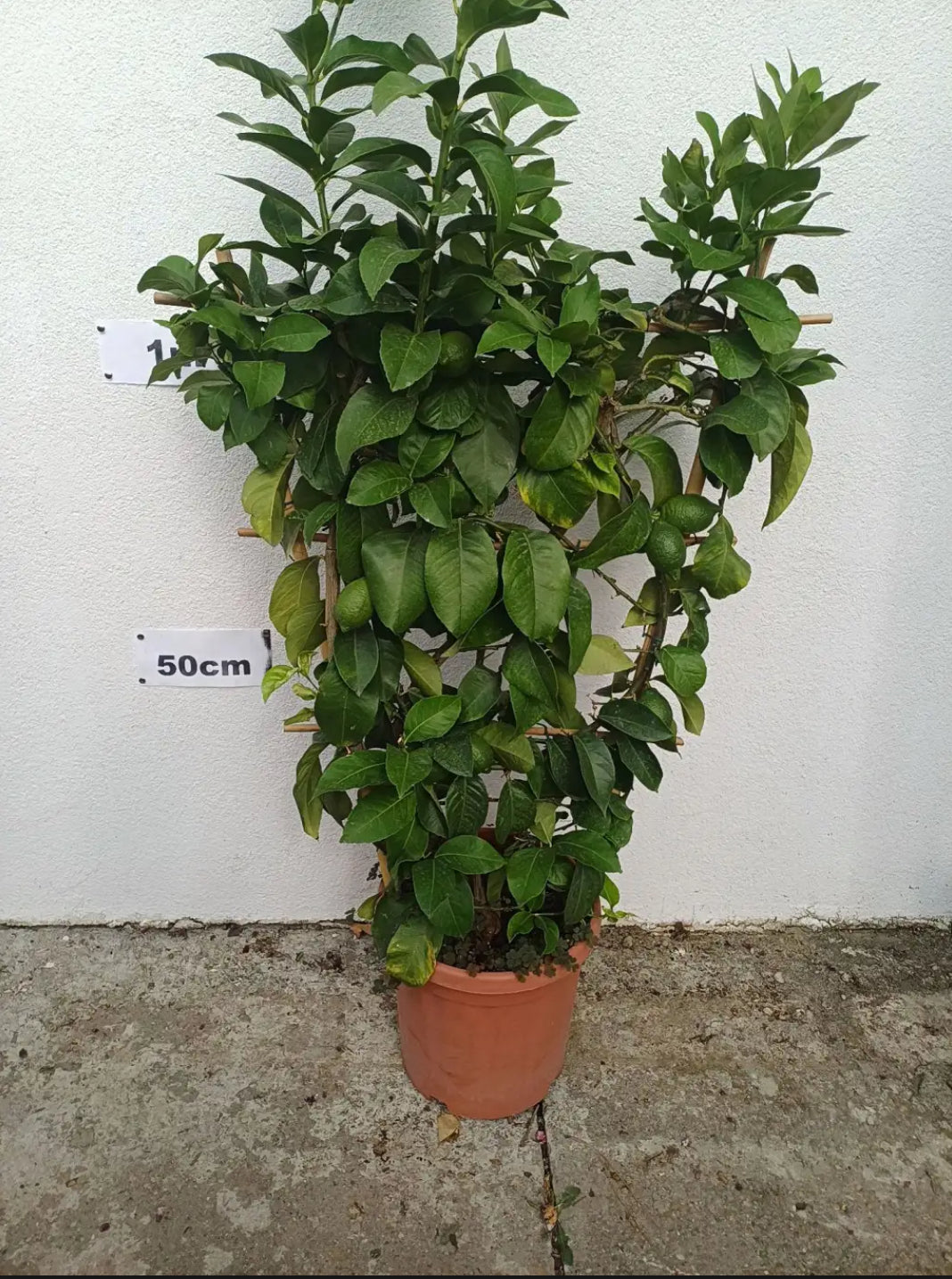 Citrom Spaletteri Kicsi