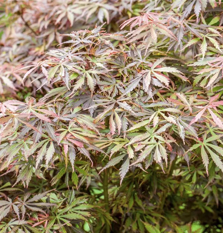 Japán juhar j.schwartz