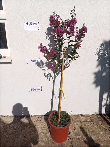 Törzsmagasság 120-140cm